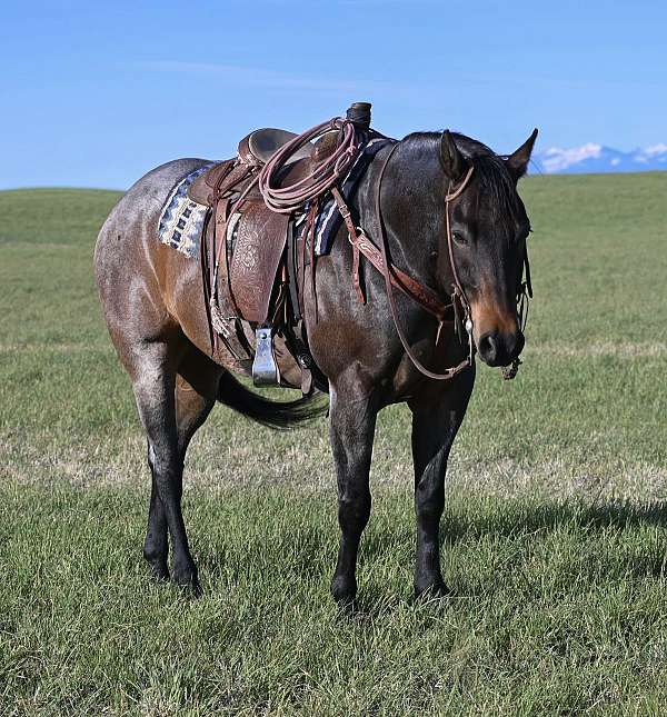 irish-quarter-horse