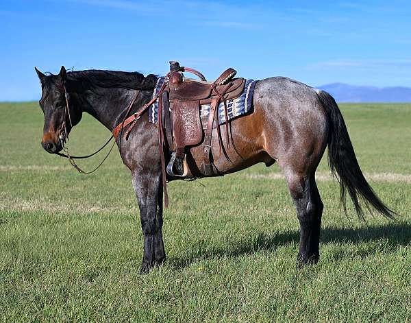 pretty-quarter-horse
