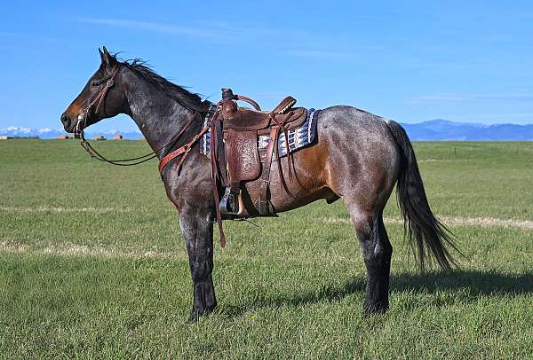safe-quarter-horse