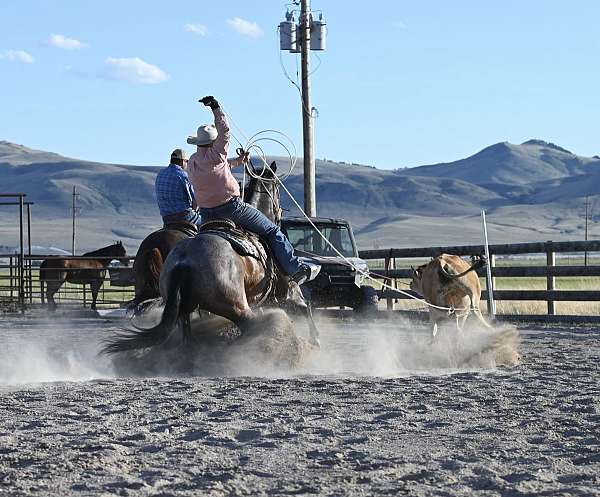 all-around-quarter-horse