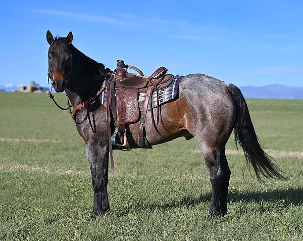 bay-roan-quarter-horse