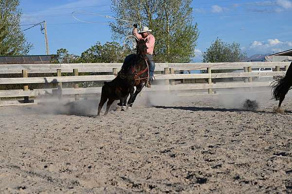 performance-quarter-horse