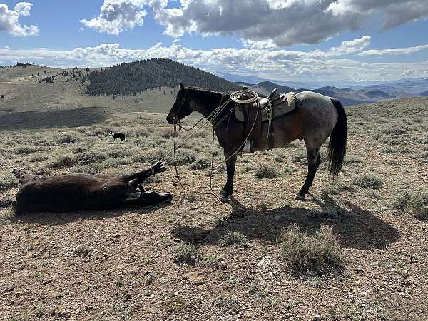 ranch-versatility-quarter-horse