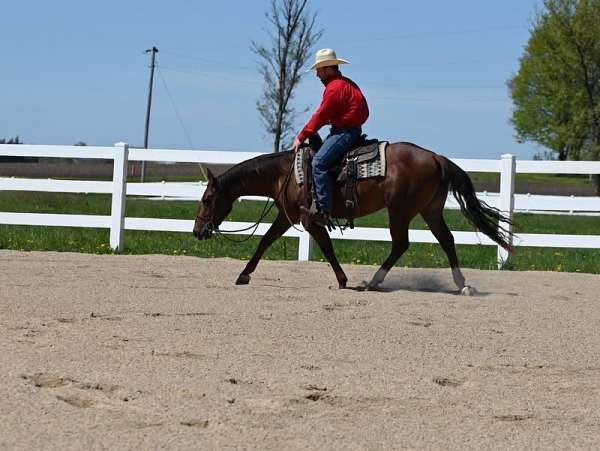 chestnut-star-horse