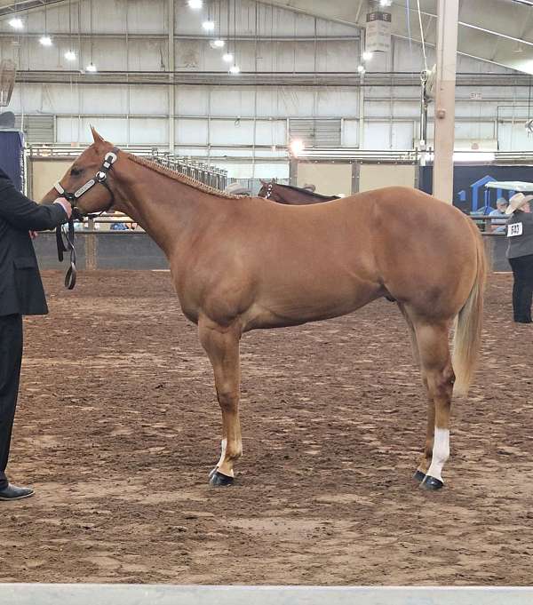 all-around-paint-horse