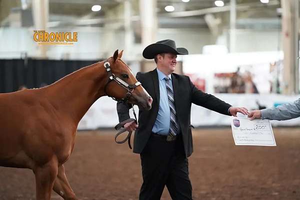 athletic-paint-horse