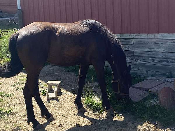 brown-mountain-pleasure-mare