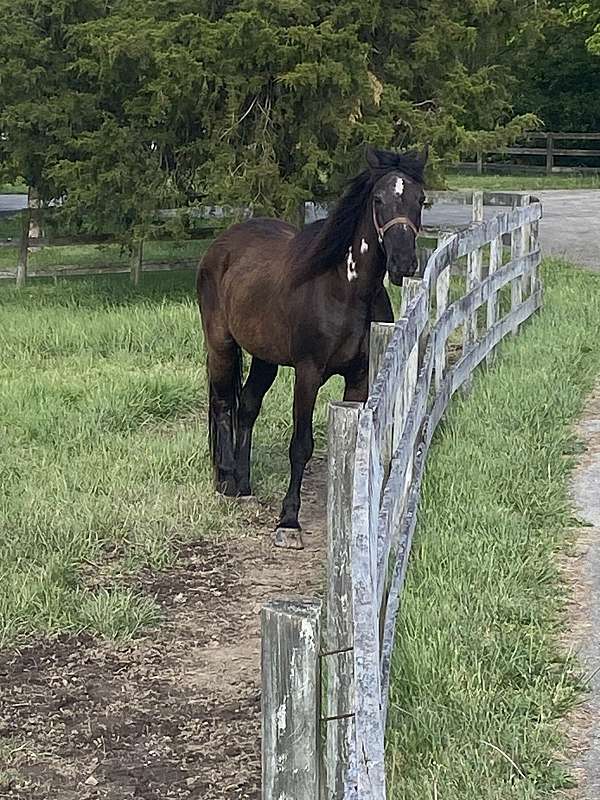 brown-mountain-pleasure-for-sale