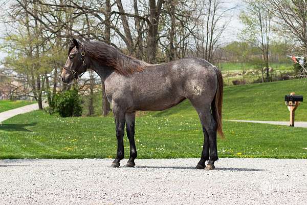 all-around-draft-horse