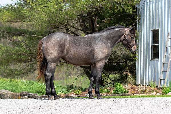 breeding-draft-horse