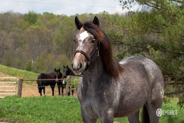 cross-draft-horse