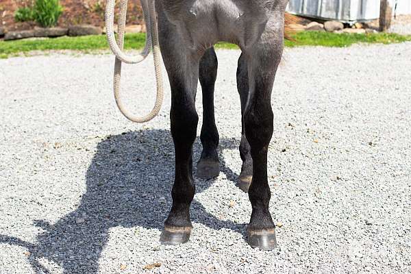 driving-draft-horse