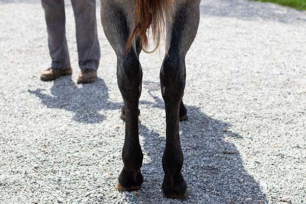 pleasure-driving-draft-horse