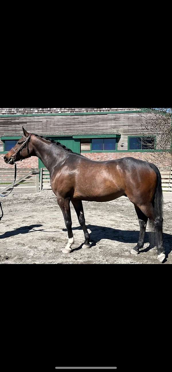 oldenburg-gelding