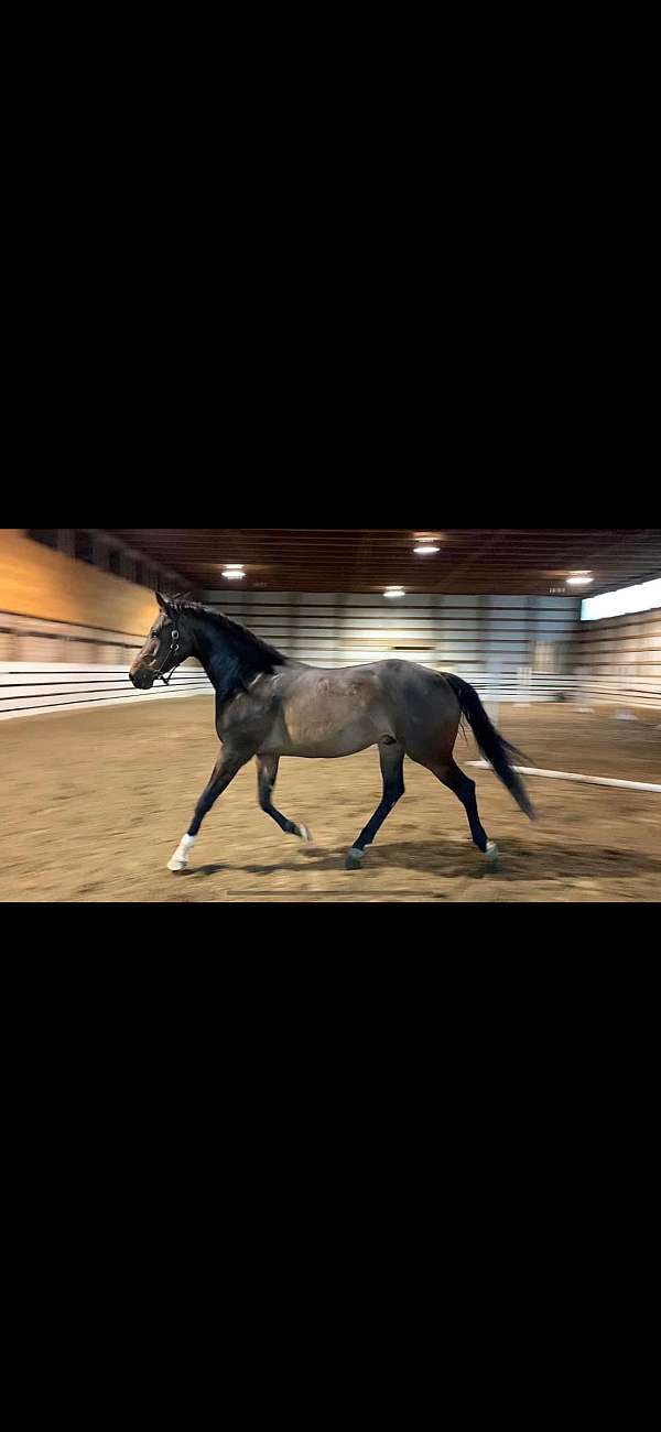 oldenburg-horse