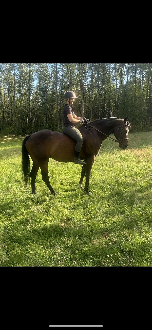 oldenburg-horse-for-sale
