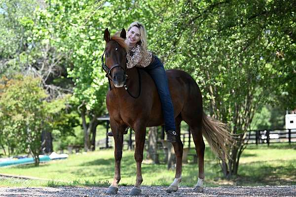 athletic-quarter-horse