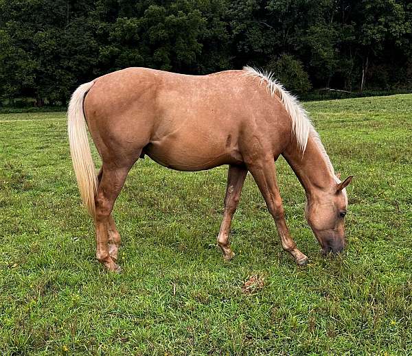 three-bars-gelding