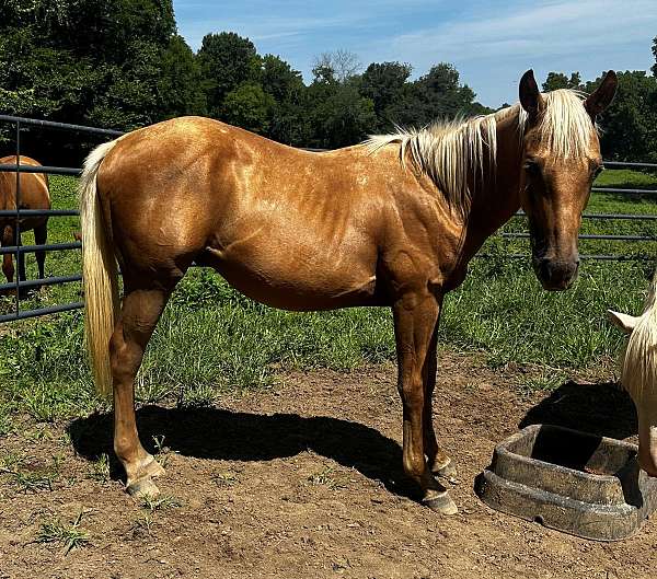 sugar-bars-gelding