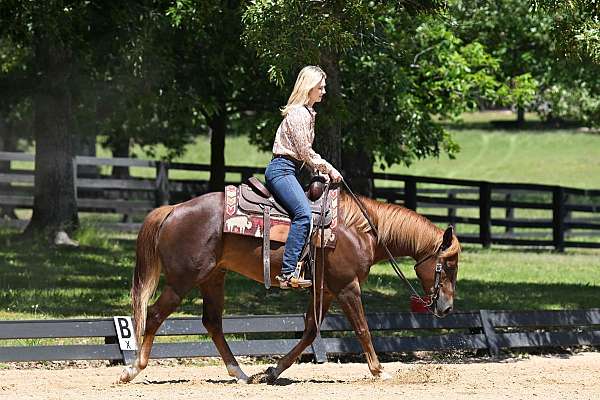 western-quarter-horse
