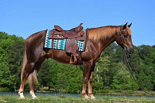 ranch-quarter-horse