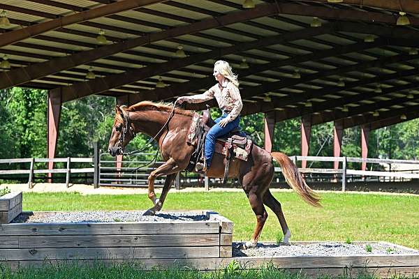 aqha-quarter-horse