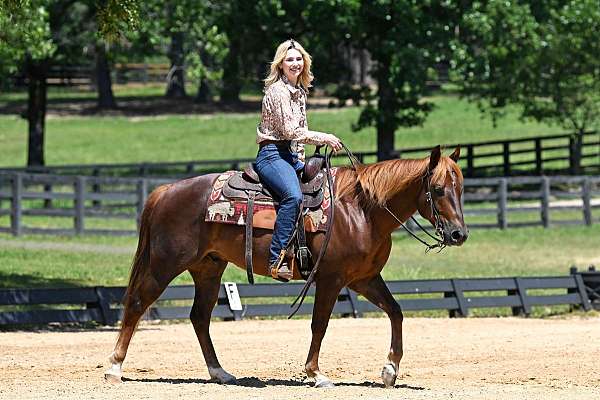flashy-quarter-horse