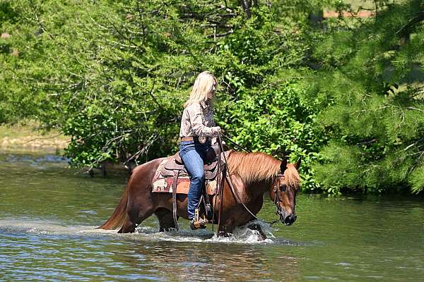 bombproof-quarter-horse