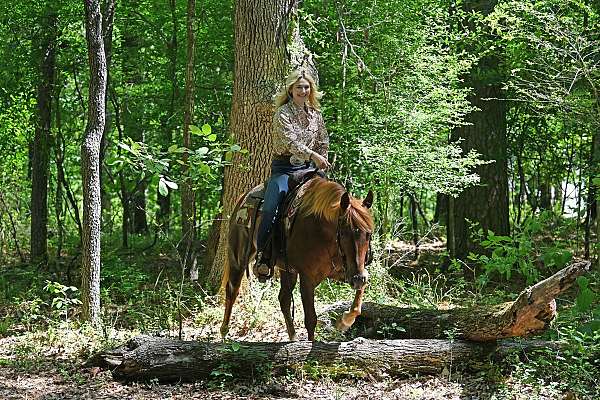 gelding-quarter-horse