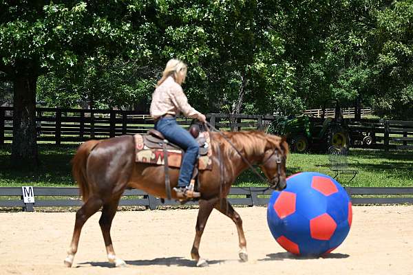 gentle-quarter-horse