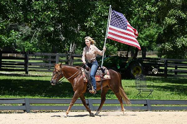 all-around-quarter-horse