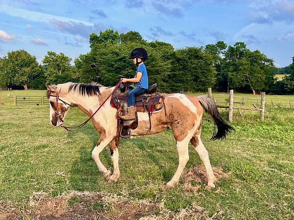 buckskin-overo-school-horse