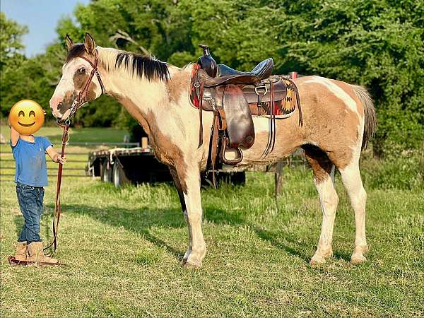 buckskin-overo-started-under-saddle-horse
