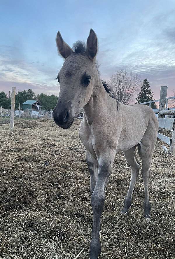 apha-aqha-filly-stallion