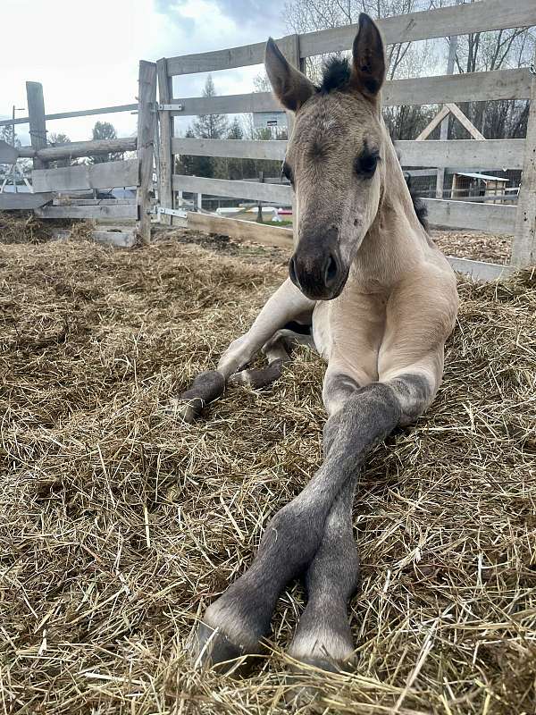 dun-apha-aqha-filly-stallion