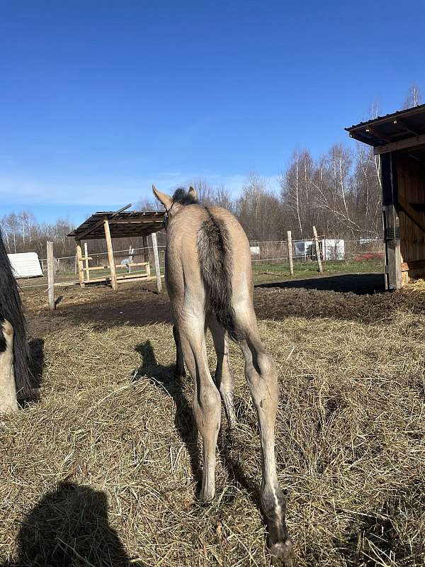 quarter-horse-filly