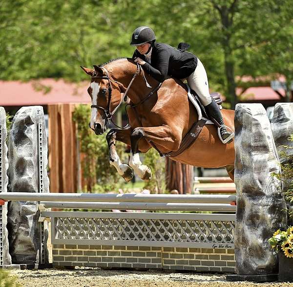 hunter-kid-safe-warmblood-horse