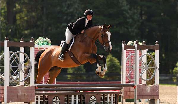 hunter-kid-safe-gelding