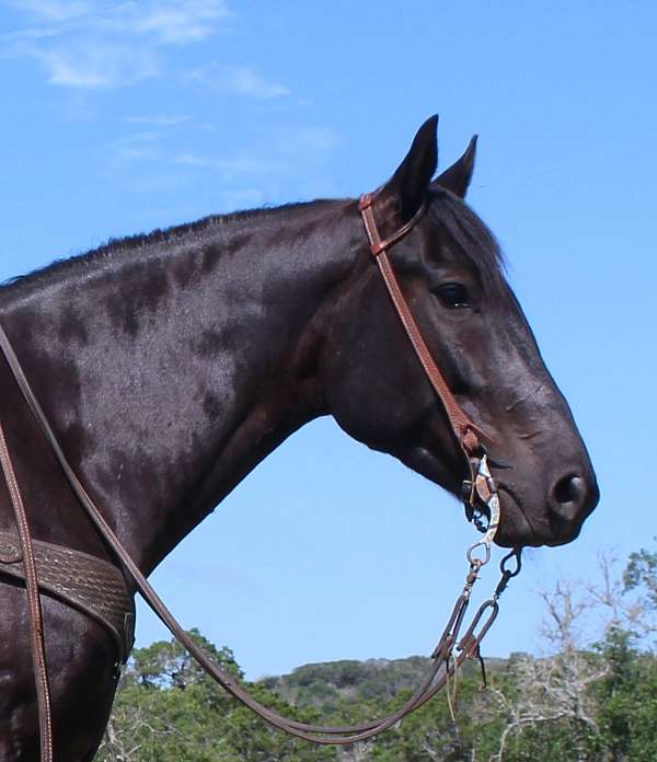 all-around-friesian-horse