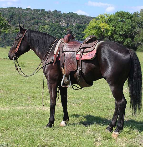 athletic-friesian-horse