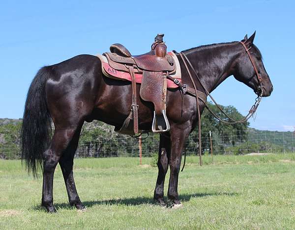 calf-roping-friesian-horse