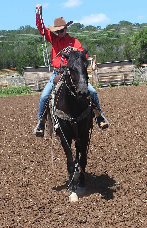 performance-friesian-horse
