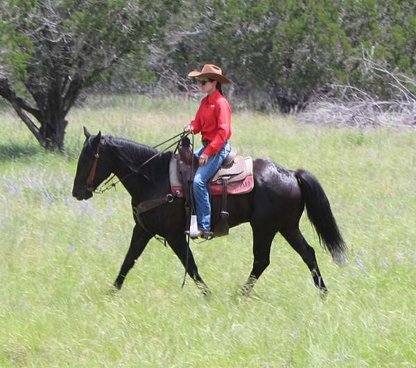 ranch-friesian-horse