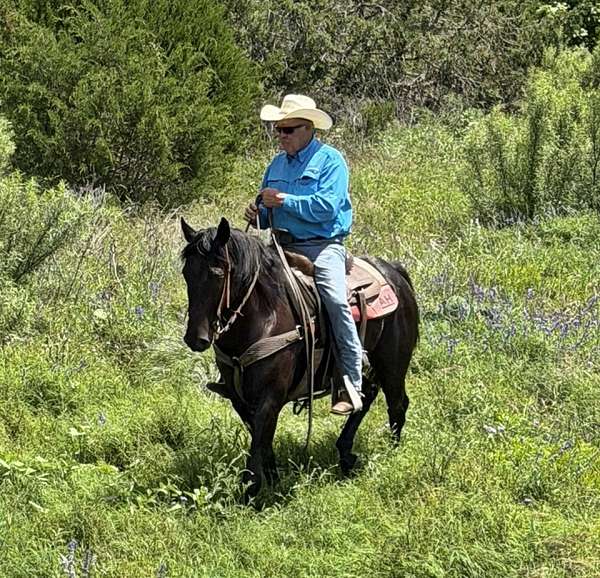 ranch-versatility-friesian-horse