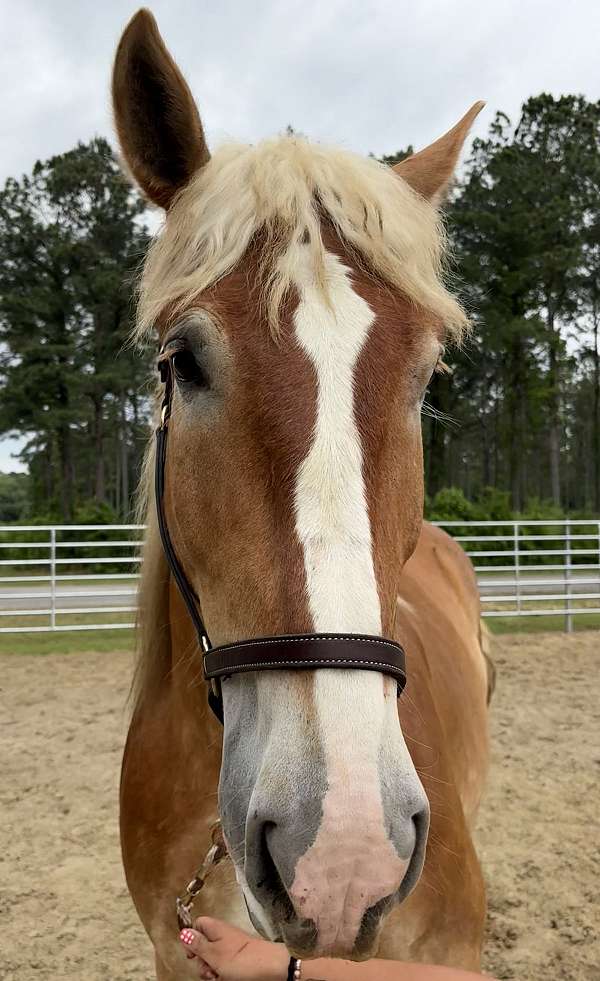 17-hand-belgian-gelding