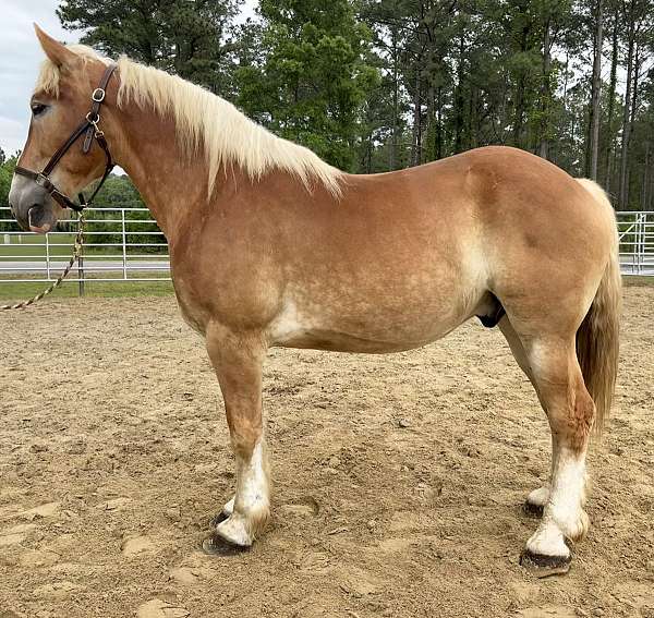 sorrel-gelding-for-sale