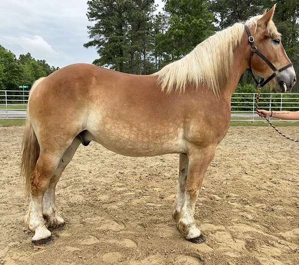 sorrel-belgian-gelding