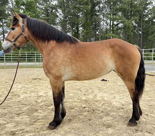 buckskin-belgian-mare