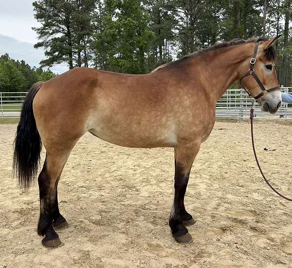 buckskin-belgian-for-sale
