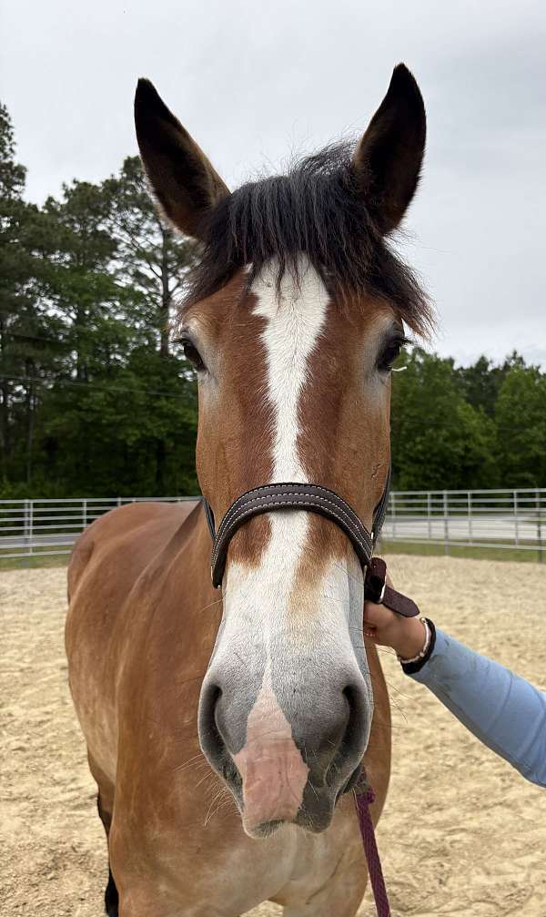 buckskin-belgian